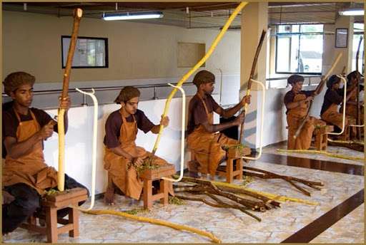 Ceylon cinnamon being harvested in Sri Lanka using traditional hand-processing methods.