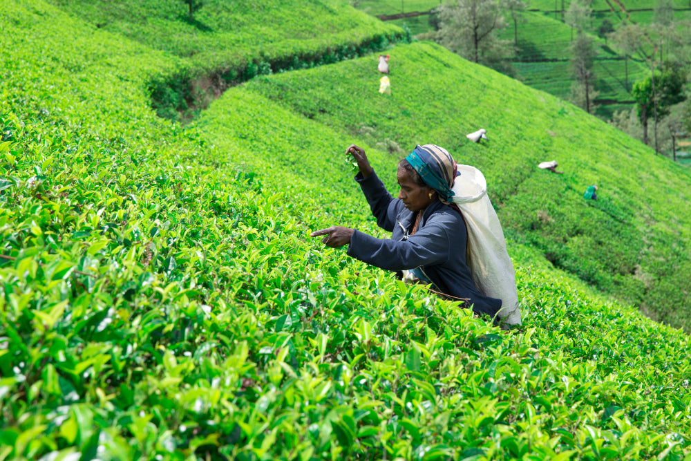 Single-origin Ceylon spice farm in Sri Lanka