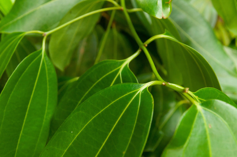 Ceylon spice plants grown in Sri Lanka’s tropical highland regions for natural aroma and quality.